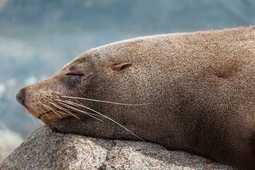 Sleeping seal takes a rest on a rock in Narooma after a big feed and a playful swim.