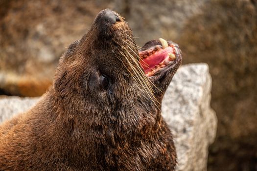 Fur seal on a rock with wide open mouth showing teeth.