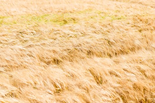 Nature background - yellow ripe wheat ears.