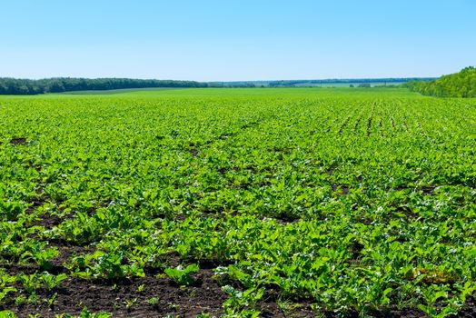 farm planting vegetables in a field of green rows