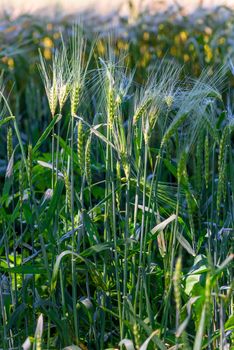 vertical photo of growing ears of juicy wheat in a field