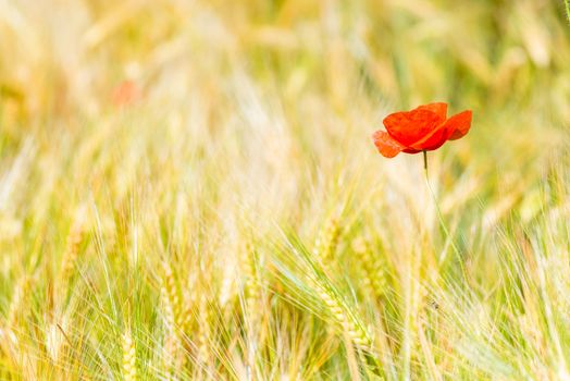 closeup of red poppy flower in yellow wheat field