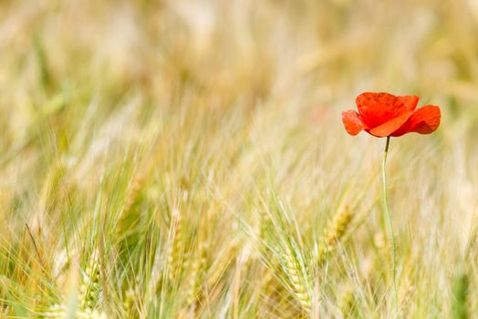 horizontal photo red poppy in a yellow wheat field in the ears