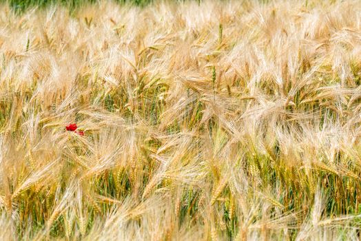 Yellow wheat ears and growing poppy flower