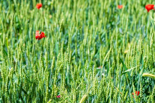 rare poppy flowers in green ears of wheat in a field