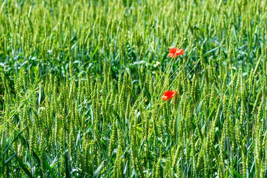 cereal ears in a field with growing poppy flowers