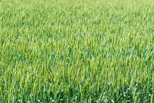 Green cereal crops spikes in a field