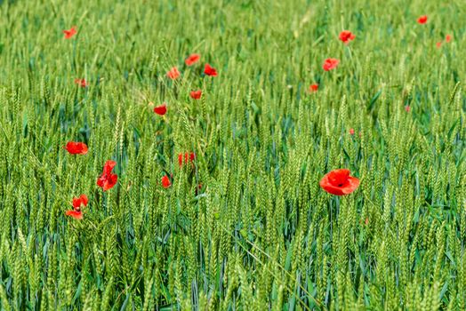 Beautiful red poppies grow in a wheat field among ears of corn