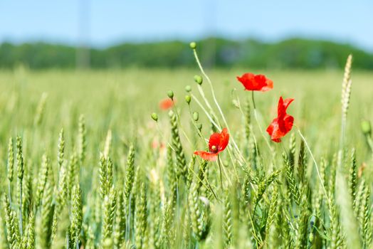 green spikes in a field and beautiful red poppy flowers close up