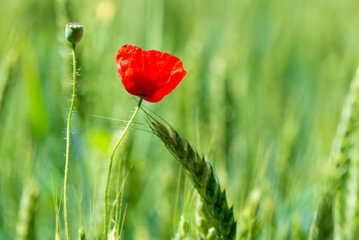 closeup red poppy flower in green field among wheat ears