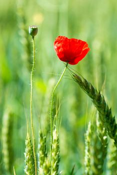 Vertical macro photo of a red poppy flower in a green field among wheat ears