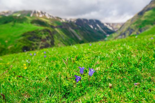 Closeup of purple flowers on a green meadow in the high mountains of the Caucasus