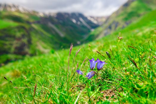 Violet flowers close up on a green meadow in the high mountains of the Caucasus