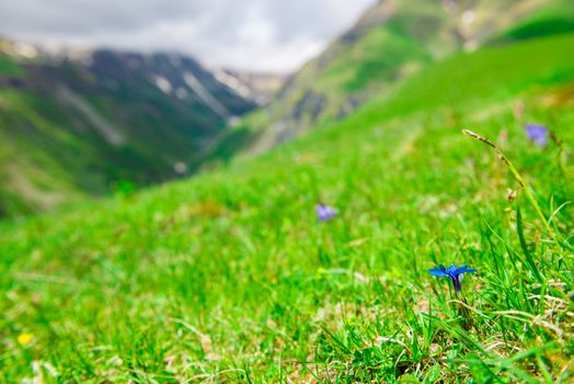 Beautiful flowers close up on a green meadow in the high mountains of the Caucasus