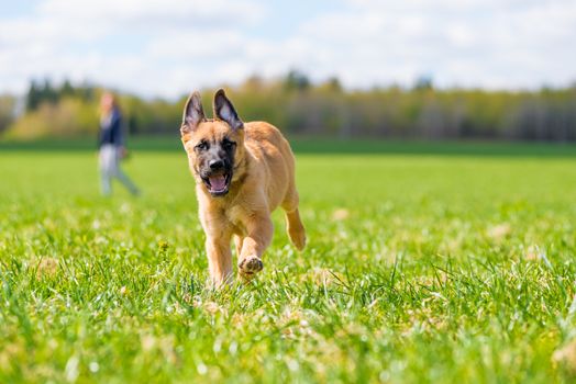 active mongrel dog running through the grass in the park