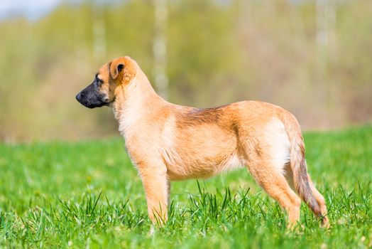 wary dog on the lawn, side portrait