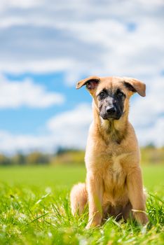 portrait of a puppy in sunny weather on a lawn against the sky