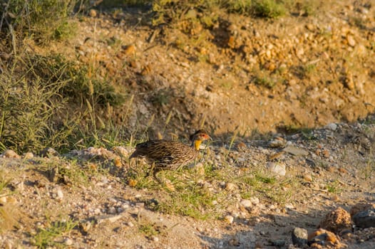 Yellow-necked Francolin Pternistis leucoscepus spurfowl on the dry grass of the Brown-ground Samburu National Reserve Kenya East Africa side profile