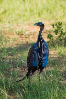 Helmeted fowl, Numida meleagris, large gray bird in the grass. Wildlife scene in the nature of Samburu Park. Kenya bird, guinea fowl, african forest.