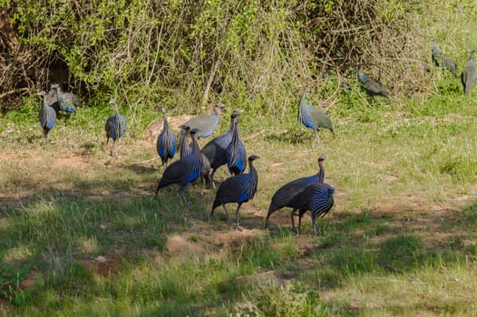 Helmeted fowl, Numida meleagris, large gray bird in the grass. Wildlife scene in the nature of Samburu Park. Kenya bird, guinea fowl, african forest.