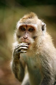 Portrait of the sad monkey. Forest of monkeys in Bali. Indonesia.