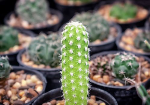 Baby Echinopsis Cactus in Gravel Pot