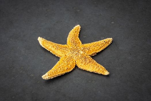 Sea star starfish species from the northern sea in europe five arms front