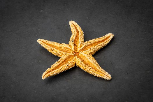 Starfish seastar backside species from the northern sea in europe five arms front