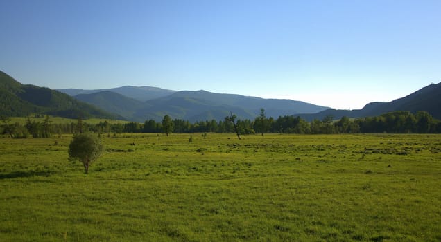 Lonely shrub standing in a green valley at the foot of mountain ranges. Altai, Siberia, Russia.