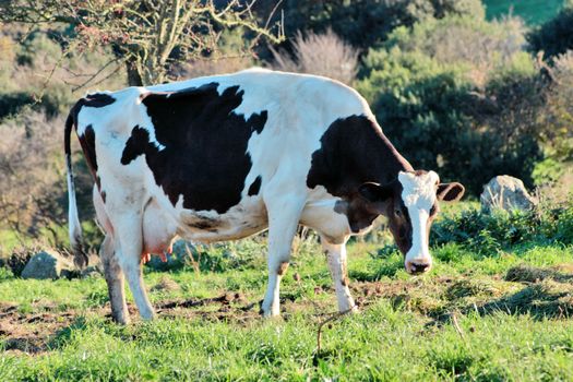 White with black spotted cow is grazed on the green meadow.