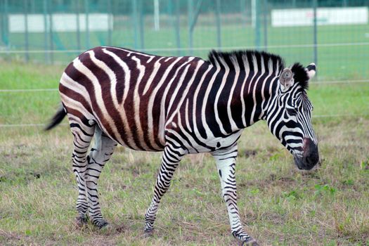 Zebra walking on the green grass in the Aviary.