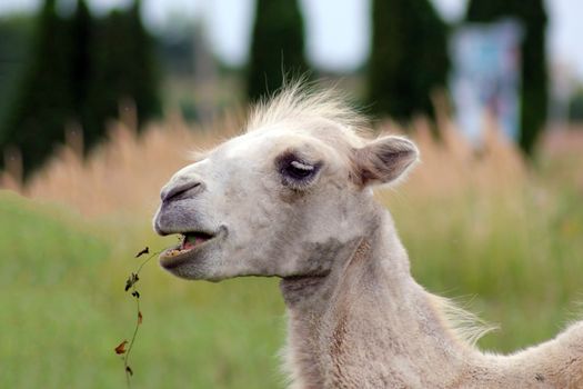 Portrait of young bactrian camel. Camelus bactrianus. Profile photo.