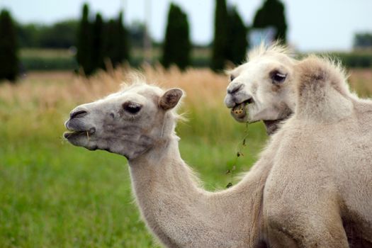 two small young camels on the green grass background. Camelus bactrianus.