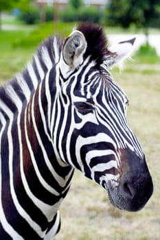 Portrait of a zebra with beautiful. Muzzle close up