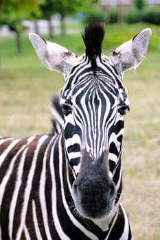 Portrait of a zebra with beautiful. Muzzle close up