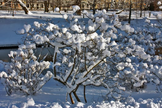 City landscape. Snow on the trees.