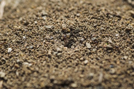 Pavement ant walking on sand ground