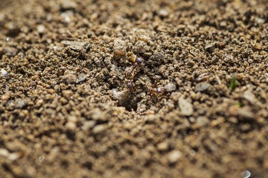 Pavement ant walking on sand ground