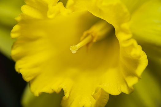 Macro view of the inside of a daffodill