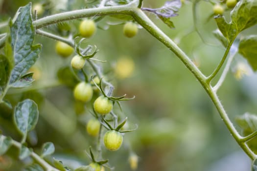 Branch of green cherry tomatoes grows. Fresh summer season raw tomato plant. Natural organic food ingredient