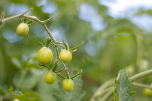 Branch of green cherry tomatoes. Fresh summer season raw tomato plant. Natural organic food ingredient