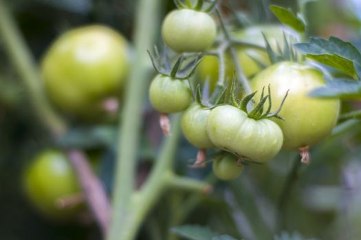 Branch of green tomatoes grows. Big green tomato growing. Fresh summer season raw plant. Natural organic food ingredient