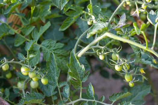 Cherry tomatoes growing. Branch of green tomato grows. Fresh summer season raw plant. Natural organic food ingredient