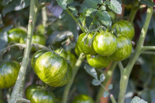 Green tomatoes grows. Branch with green tomato. Fresh summer season raw plant. Natural organic food ingredient