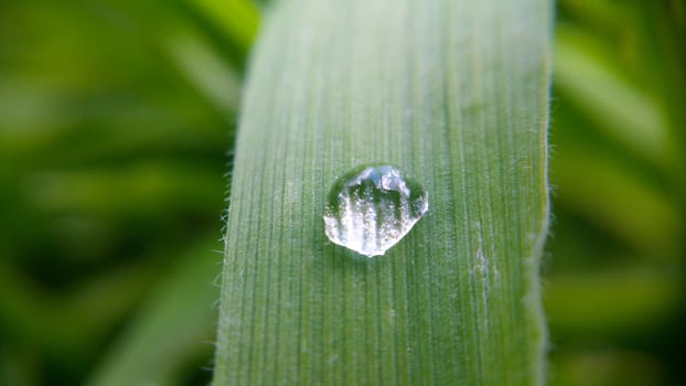 Alone morning drop on the green leaf, shooting close-up