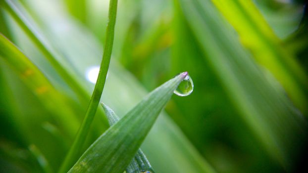 Alone morning drop on the green leaf, shooting close-up