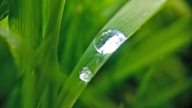 Two rmorning drops on the green leaf, shooting close-up