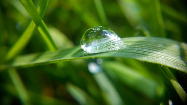 Alone morning drop on the green leaf, shooting close-up