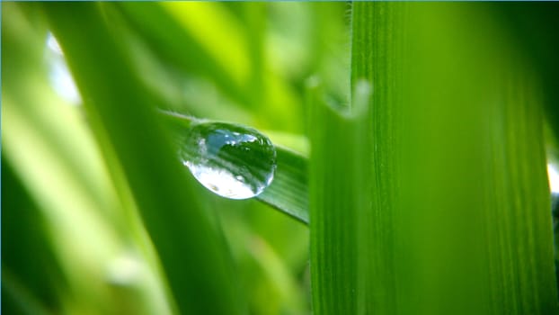 Alone morning drop on the green leaf, shooting close-up