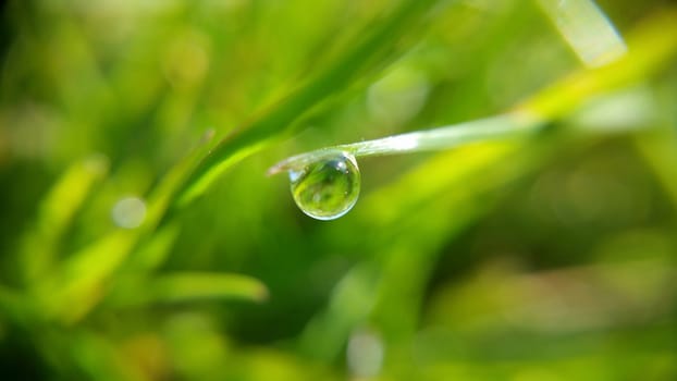 Alone morning drop on the green leaf, shooting close-up